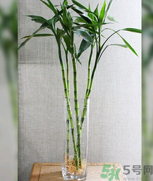 客廳放什么植物好？客廳植物選什么好？