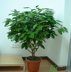 客廳放什么植物好？客廳植物選什么好？