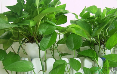 臥室放什么植物好?臥室植物放什么好? 臥室放什么植物好?臥室植物放什么好?