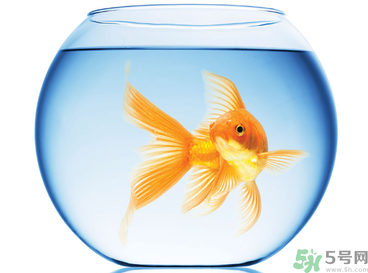 家里養魚好嗎？家里養魚有什么講究？
