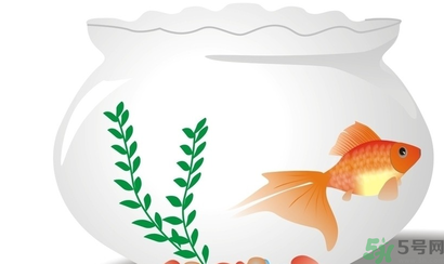 家里養魚好嗎？家里養魚有什么講究？