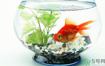 家里養魚好嗎？家里養魚有什么講究？
