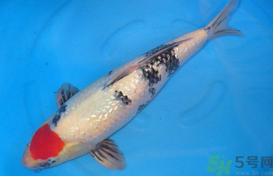 家里養什么魚好？家里養魚幾條最好？