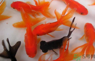 家里養什么魚好？家里養魚幾條最好？