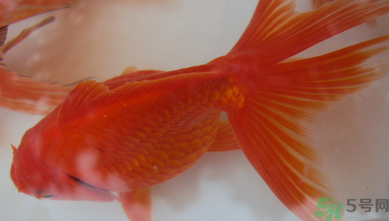 家里養什么魚好？家里養魚幾條最好？