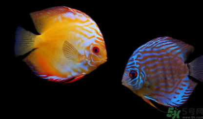 家里養什么魚好？家里養魚幾條最好？