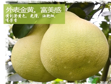 文旦柚的功效作用 文旦柚的營養價值食用禁忌