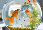 家里養魚好嗎？家里養魚有什么講究？