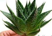 什么植物吸收甲醛最好？吸收甲醛的室內植物