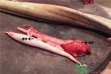 鰻魚(yú)的營(yíng)養(yǎng)價(jià)值 鰻魚(yú)的功效與作用