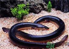 鰻魚(yú)的營(yíng)養(yǎng)價(jià)值 鰻魚(yú)的功效與作用