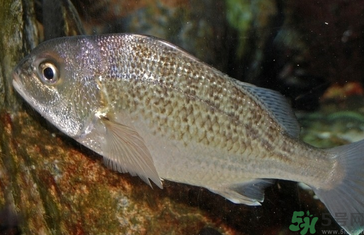 魚眼睛可以吃嗎？吃魚眼睛有什么好處？