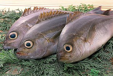 魚眼睛可以吃嗎？吃魚眼睛有什么好處？