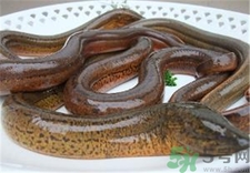 鰻魚是黃鱔嗎?鰻魚和鱔魚的區別 鰻魚是黃鱔嗎?鰻魚和鱔魚的區別