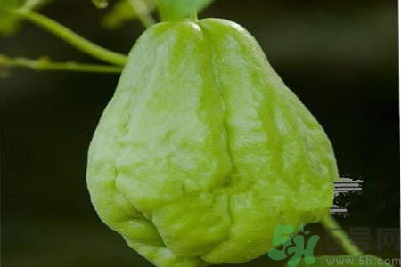 佛手瓜的功效與作用是什么？佛手瓜的營養價值有哪些？