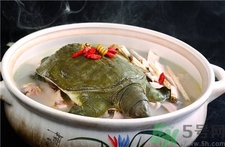 甲魚的營養價值 甲魚的功效與作用