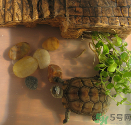 家里養(yǎng)烏龜好不好？家里養(yǎng)烏龜有什么講究？