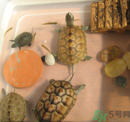 家里養(yǎng)烏龜好不好？家里養(yǎng)烏龜有什么講究？