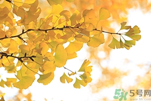 秋燥吃什么好？秋燥怎么辦？