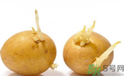 土豆發芽了還能吃嗎？發芽的土豆吃了會怎么樣？