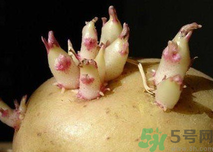 土豆發芽了還能吃嗎？發芽的土豆吃了會怎么樣？