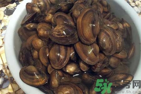 如何挑選河蚌？河蚌的營養價值？