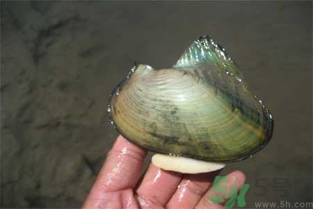 如何挑選河蚌？河蚌的營養價值？