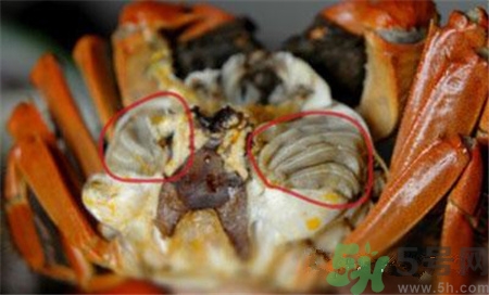 螃蟹哪些部位不能吃?螃蟹哪些地方不能吃? 螃蟹哪些部位不能吃?螃蟹哪些地方不能吃?
