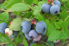 藍莓怎么洗？藍莓可以怎么吃？