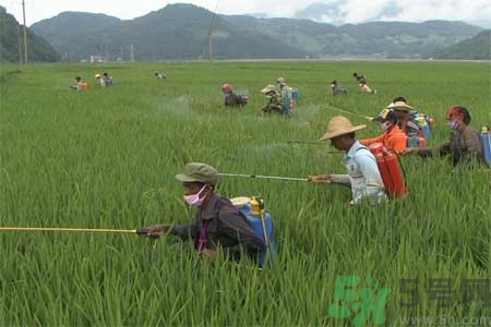 怎么洗掉水果上的農(nóng)藥？農(nóng)藥殘留的危害有哪些？