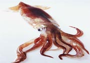 魷魚怎么處理？干魷魚怎么泡發(fā)？