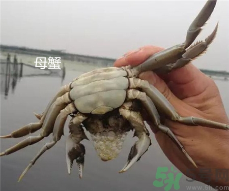 螃蟹公母怎么分?螃蟹公母的區別 螃蟹公母分別圖片