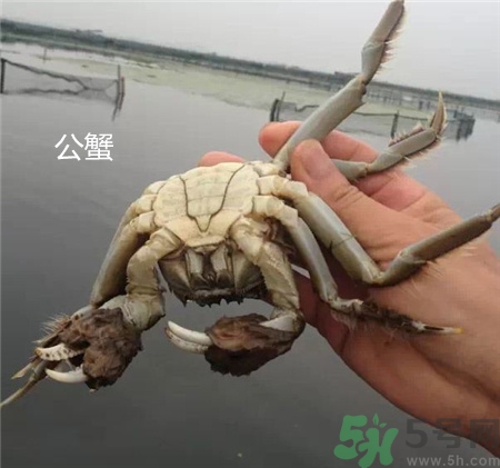 螃蟹公母怎么分?螃蟹公母的區別 螃蟹公母分別圖片