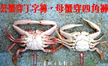 九月份吃公蟹還是母蟹？公蟹和母蟹哪個更好吃？