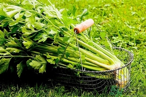 芹菜汁能去斑嗎？芹菜汁可以做面膜嗎？
