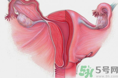 ?子宮移位怎么治療？子宮移位能懷孕嗎？