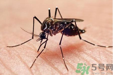寨卡病毒是如何傳播的？寨卡病毒傳播途徑是什么？