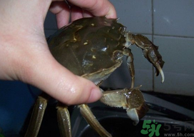 大閘蟹怎么洗?大閘蟹怎么洗才干凈? 大閘蟹怎么洗?大閘蟹怎么洗才干凈?