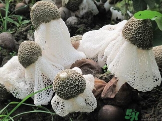 干竹蓀發黃是壞了嗎?竹蓀發黃還能吃嗎?