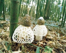干竹蓀發黃是壞了嗎?竹蓀發黃還能吃嗎?