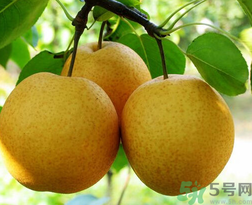 吃梨會(huì)發(fā)胖嗎？吃梨子有什么好處？