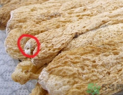 竹蓀的網狀部分能吃嗎?竹蓀哪里不能吃圖解