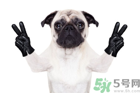 狗狗吃什么最好？狗狗不能吃的食物有哪些？