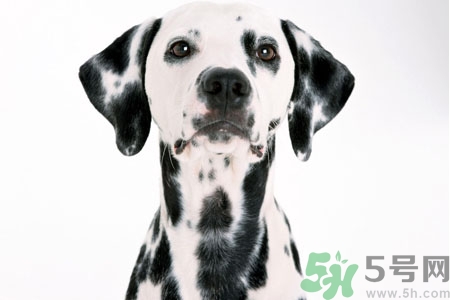狗狗怎么訓練？狗狗怎么喂養？