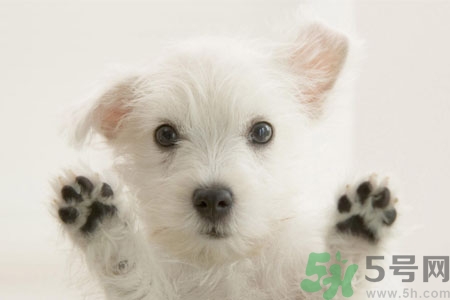 狗狗咳嗽怎么回事？狗狗咳嗽怎么辦？