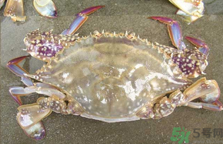 河蟹死了還能吃嗎？河蟹死了多久還能吃？