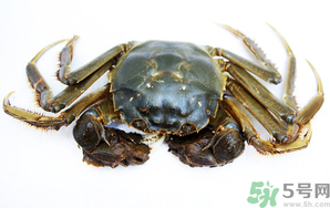 河蟹死了還能吃嗎？河蟹死了多久還能吃？