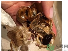 黑蒜可以補身體嗎？怎么自制黑蒜？