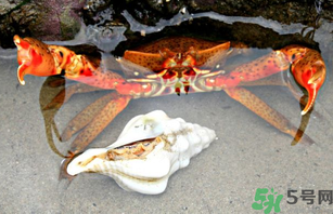河蟹死了一天能吃嗎？河蟹死了多久不能吃？