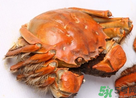 河蟹死了一天能吃嗎？河蟹死了多久不能吃？